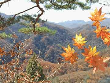 阿长与山海经原文阅读（阿长与山海经课文内容和解析）