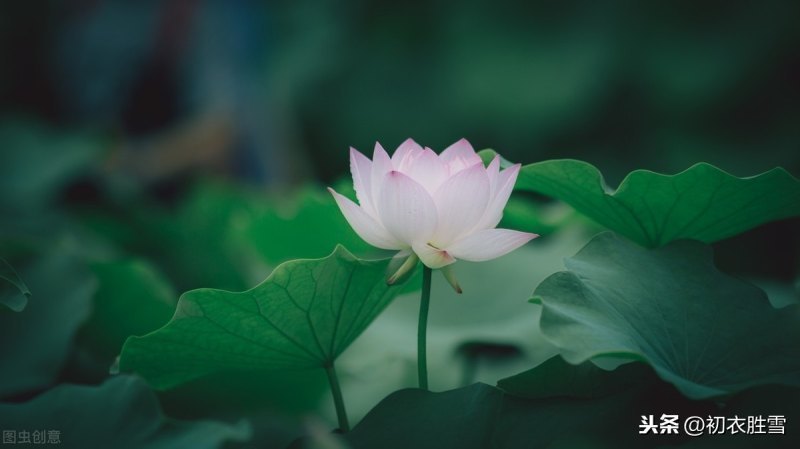 荷花诗句经典名句（赞美荷花的名言佳句摘抄）