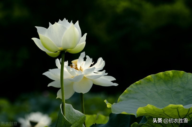 荷的诗句有哪些（荷花的唯美意境句子）