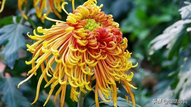 菊花的诗句有哪些（最经典的菊花诗）