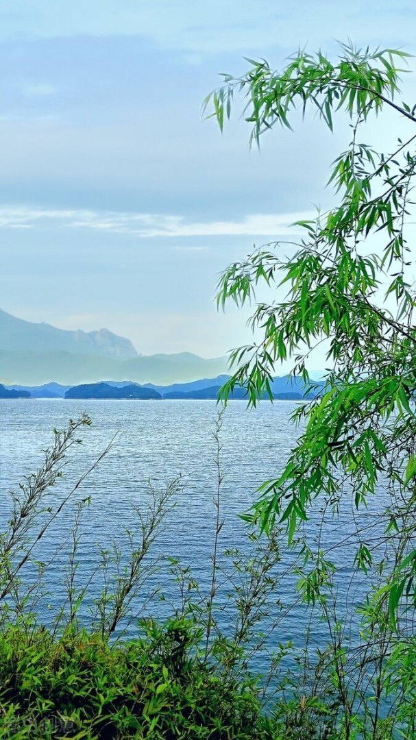 竹枝词二首其一刘禹锡翻译（竹枝词二首其一翻译）