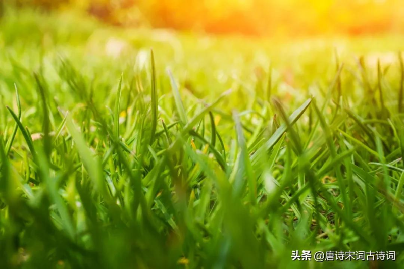 赞美小草的诗句古诗大全（赞美小草的经典诗句）