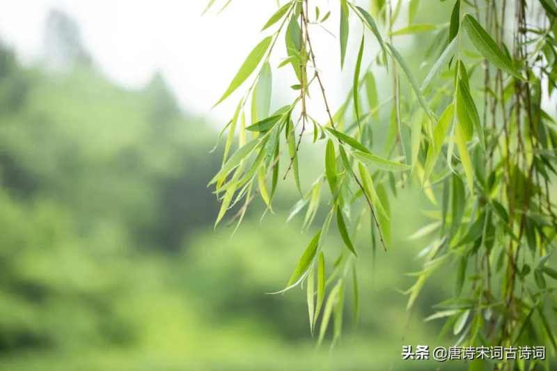 描写风的诗句有哪些（赞美风的诗句古诗）