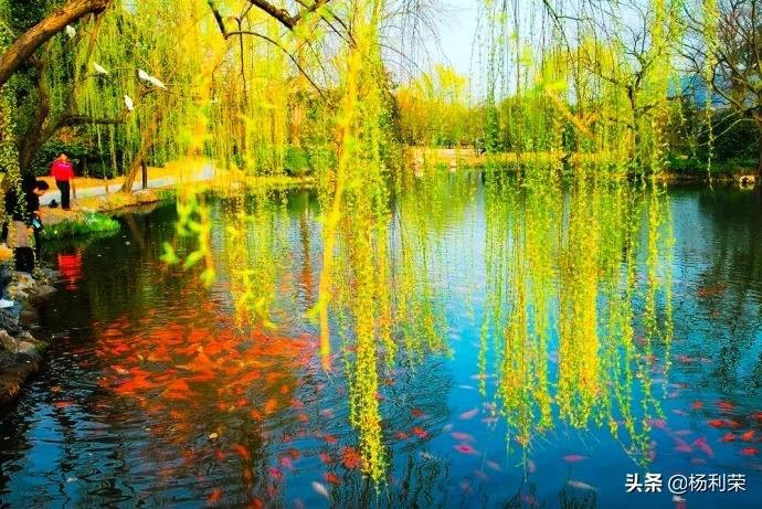 西湖古诗大全（关于西湖的古诗分享）